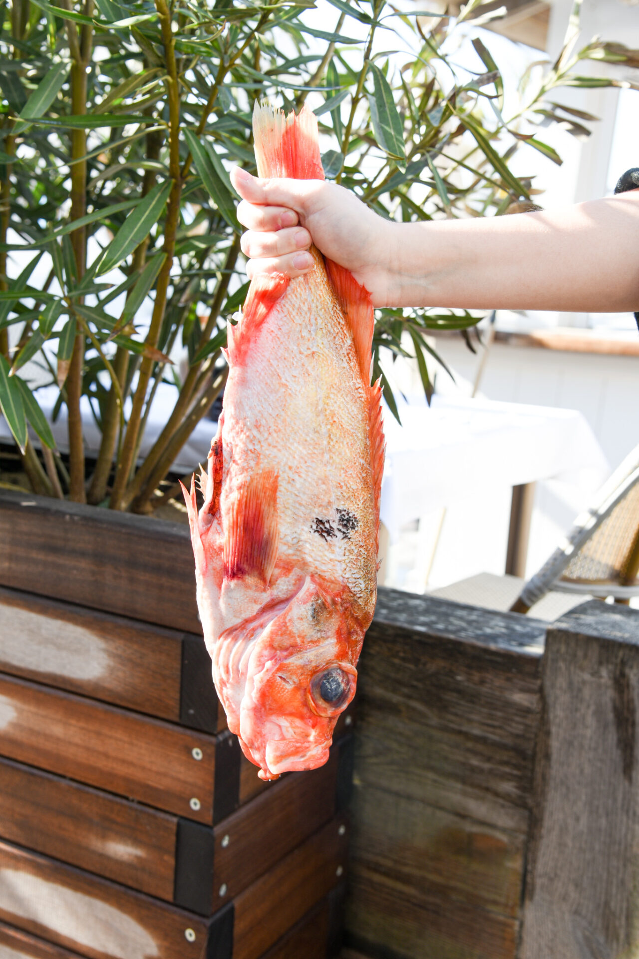Poisson